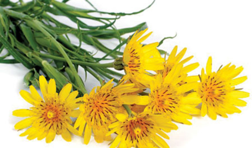 گیـاهــان کوهی و دارویی را ریشــــه‌کن‌نـکنـــید/  این‌گیاهان‌خاص!