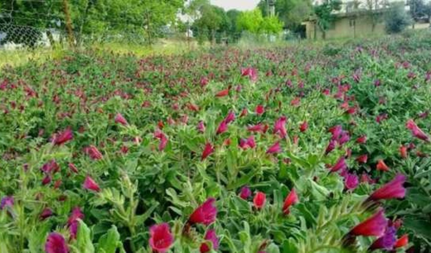 آغاز برداشت گیاهان دارویی در جنوب کرمان