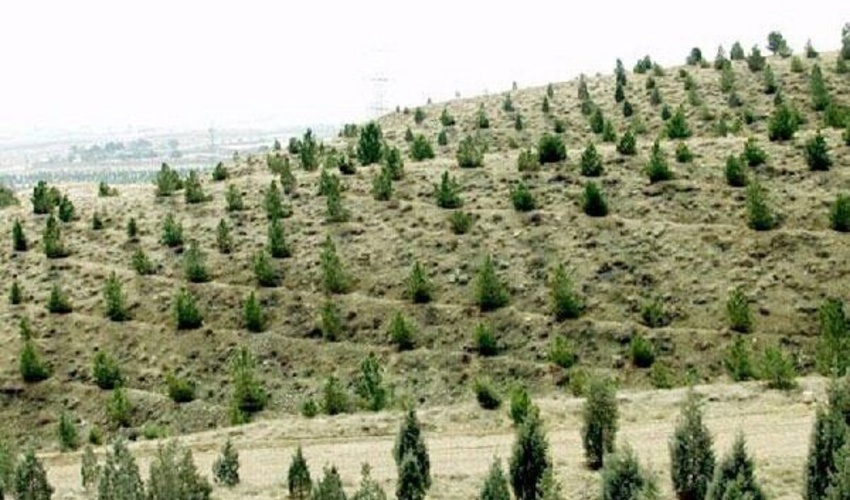 اولین جلسه ستاد مردمی کاشت یک میلیارد درخت در سال 1402