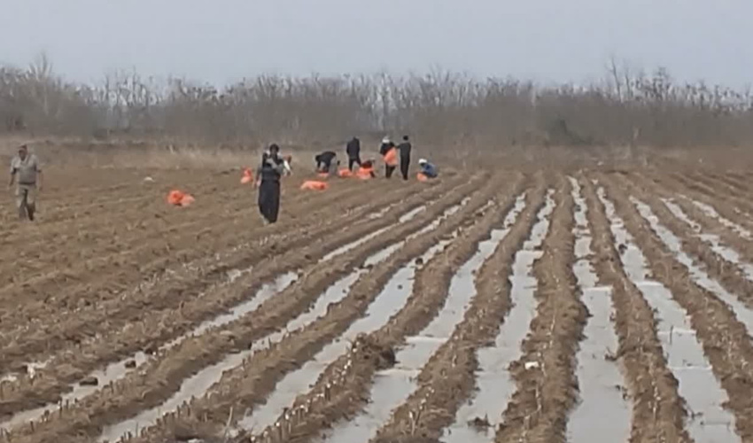 اردبیل/ کاشت75000 قلمه توت در نهالستان مغان