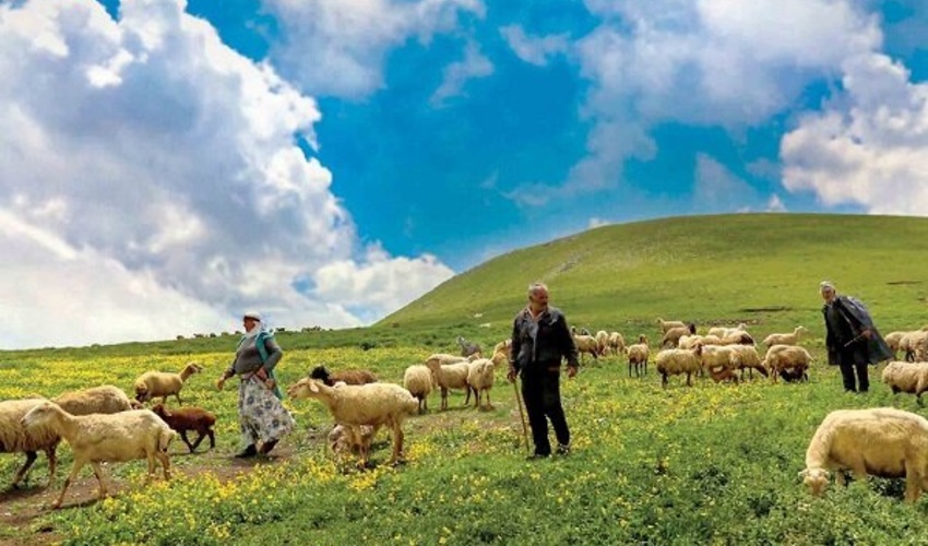 برخورد با چرای بدون مجوز در استان سمنان/مراقبت از انفال در اولویت