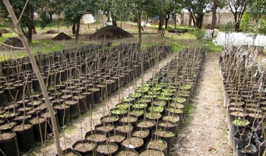 خوزستان/ شوش و کرخه ظرفیت خوبی برای اجرای طرح «خوشه‌های کسب و کار» دارند