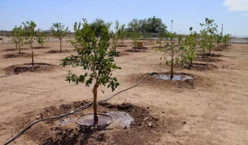 پیش بینی تولید ۳ میلیون نهال در خراسان جنوبی