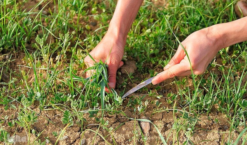 شناسایی بیش از 1500 گونه گیاهی در استان همدان