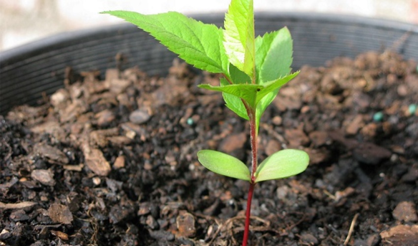 ضرورت تولید و پرورش علمی نهال و بذرهای منابع طبیعی