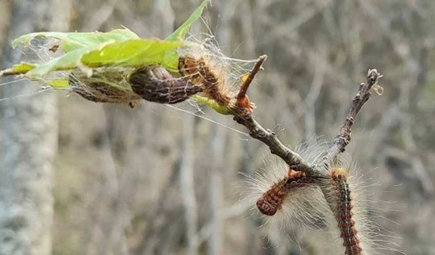لرستان/شناسایی 200 هزار هکتار از اراضی جنگلی برای مبارزه با کرم جوانه خوار و پروانه سفید برگ خوار بلوط 