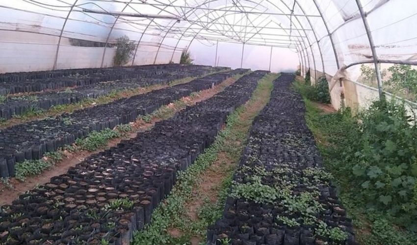 سمنان/ تولید 20 هزار اصله نهال گلدانی در گرمسار