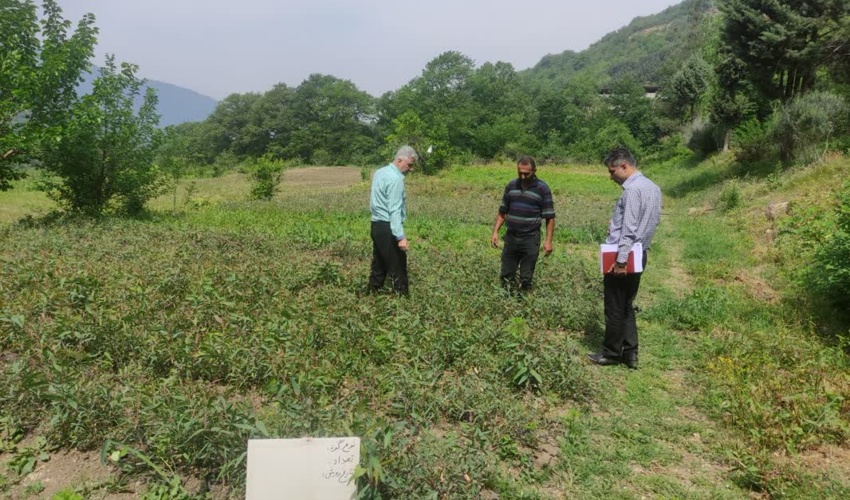 گلستان/ آمادگی کامل نهالستان سوسرا آزادشهر در تولید نهال طرح مردمی کاشت یک میلیارد درخت