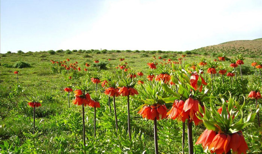 گلی خجل که زمین را نظاره می کند