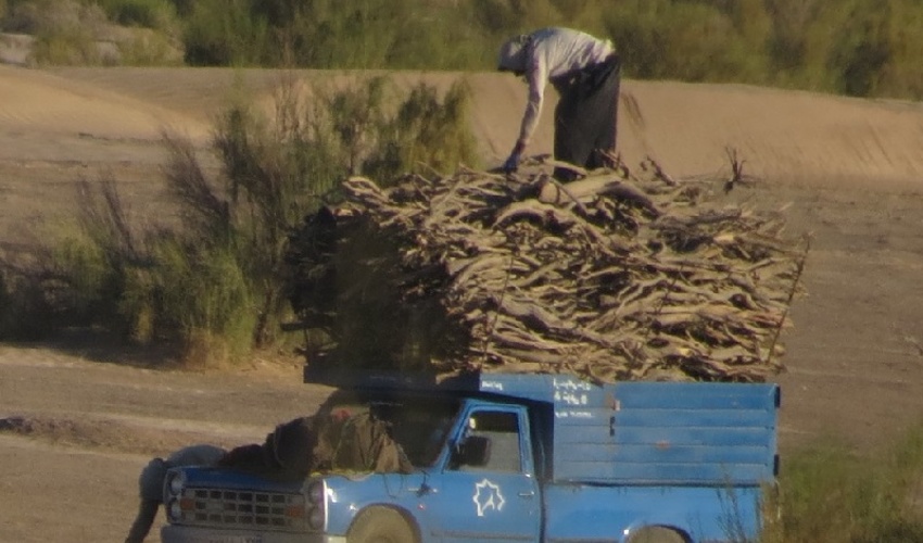 توقیف بیش از یک تن چوب قاچاق در خراسان جنوبی