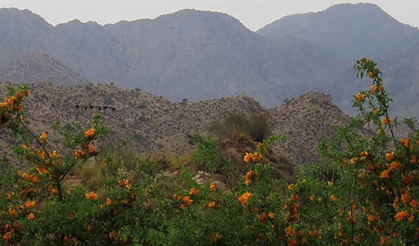حفاظت همه‌جانبه از بزرگترین ذخیره‌گاه جنگلی انارشیطان خاورمیانه در جنوب کرمان