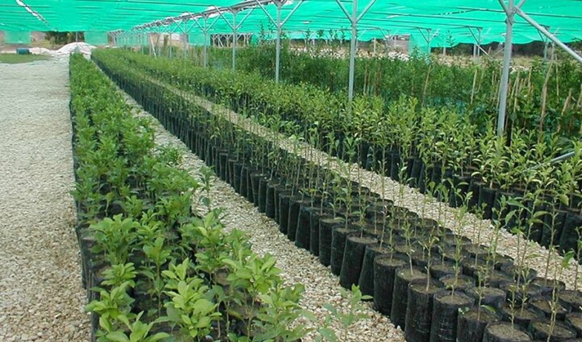 ضرورت تهیه و کاشت نهال‌های جنگلی گواهی شده/ کاشت یک میلیارد درخت باید به امنیت غذایی کمک کند