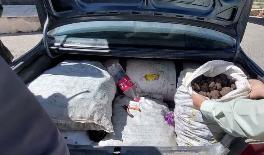 سه خودروی حامل قارچ ترافل توقیف شد