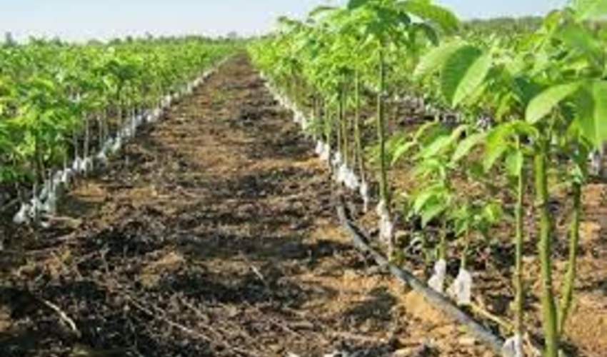 خراسان جنوبی/برنامه ریزی علمی و مشارکت مردمی؛ چاشنی کاشت ۱۶ میلیون نهال