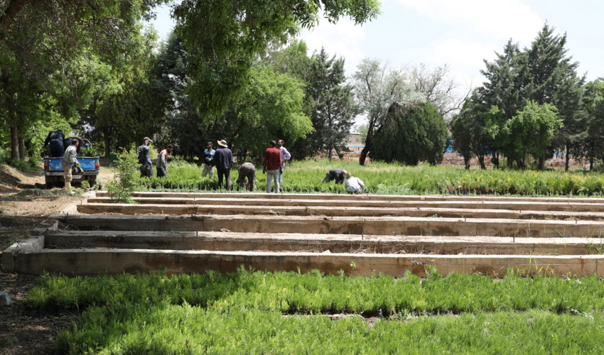 گزارش تصویری/نهالستان کوشکن؛ رو به توسعه و پیشتاز در تولید نهال برای طرح کاشت یه میلیارد درخت