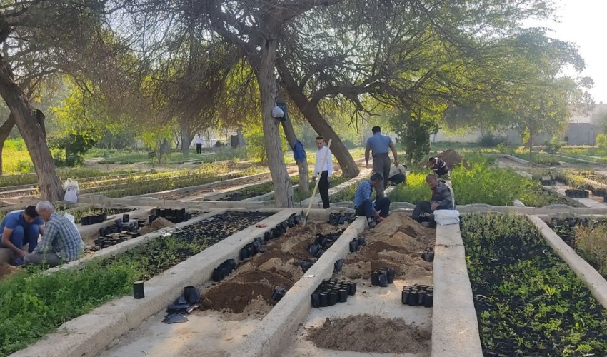 سالانه ۳.۶ میلیون نهال در استان بوشهر تولید می‌شود