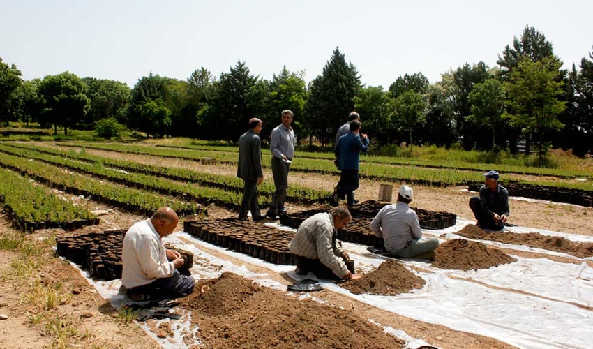 نهالستان کوشکن از تنوع گونه‌ای خوبی برخوردار است