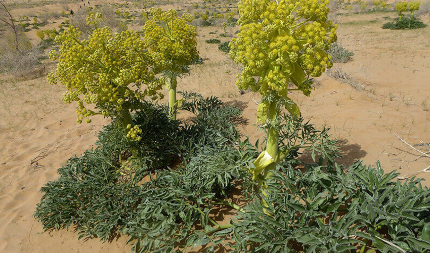 کاهش ۴۴ درصدی برداشت گیاهان دارویی در خراسان جنوبی