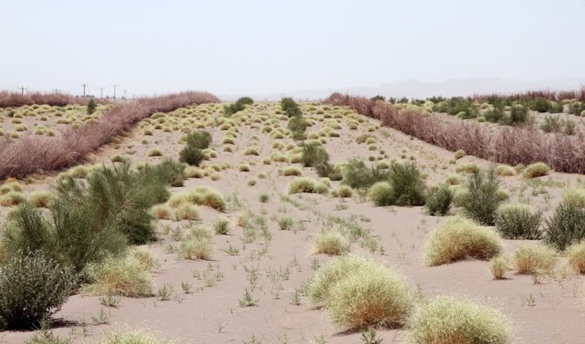 هدفگذاری کاشت ۴۰ میلیون اصله نهال بیابانی در نیمه دوم امسال/ خسارت ۶۵۰ میلیون دلاری ماسه‌های روان به منابع زیست انسانی
