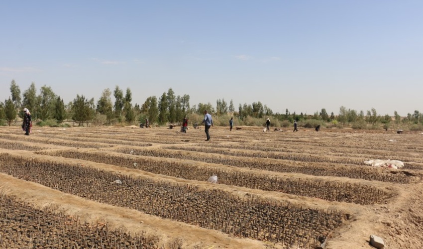 جذب یک میلیارد و 820 میلیون تومان مشارکت مردمی برای احداث نهالستان ثامن در قم