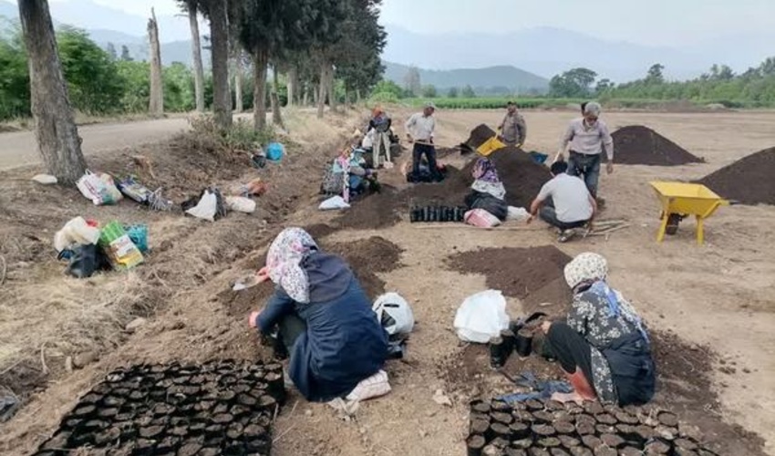 تولید یک میلیون اصله نهال اکالیپتوس در نهالستان قرق آغاز شد