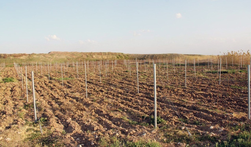 تولید 2 میلیون و 300 هزار اصله نهال در کرمانشاه