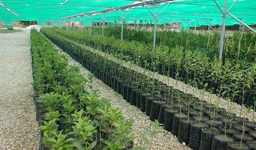 تولید ۳.۵ میلیون اصله نهال در نهالستان های گیلان