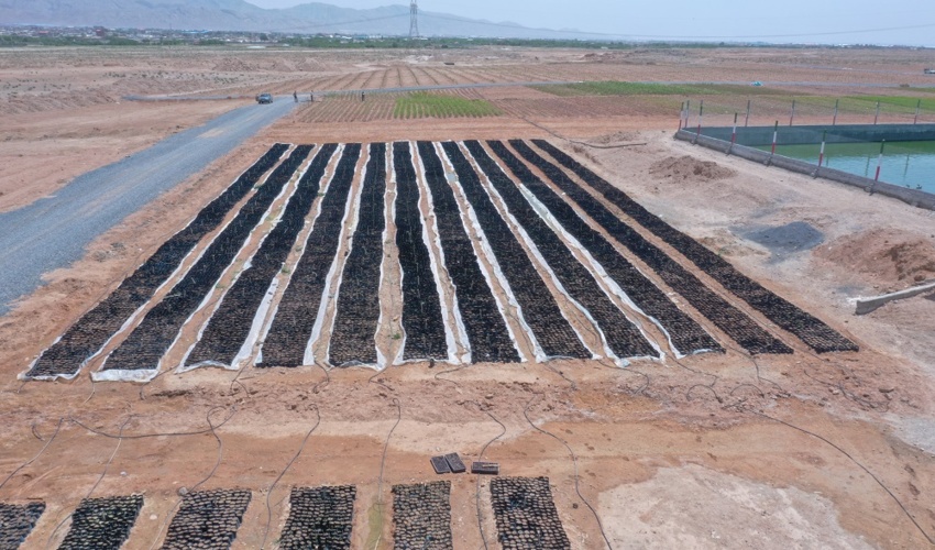 اجرای طرح مردمی کاشت یک میلیارد درخت در اصفهان نیازمند همکاری صنایع بزرگ استان است