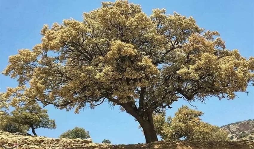 مبارزه با آفات درختان جنگلی بر اساس تصمیم کارگروه علمی گیاهپزشکی