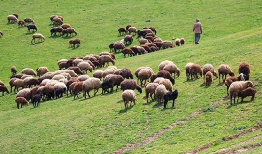 واگذاری ۹۷ درصد مراتع چهارمحال و بختیاری به بهره برداران