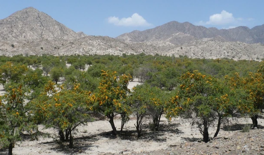 تکثیر انارشیطان از طریق ریشه جوش برای اولین بار در جنوب کرمان