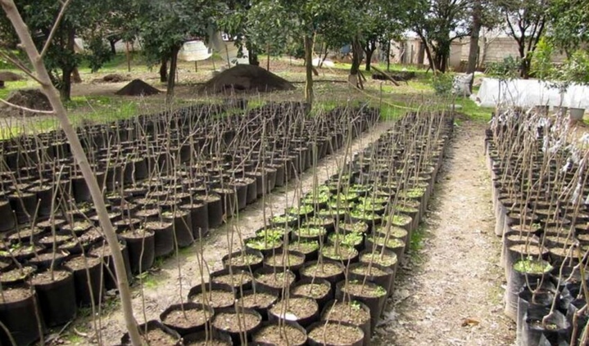 البرز/ کاشت نهال‌های بیابانی در نظرآباد عامل کاهش ریزگرد در تهران است