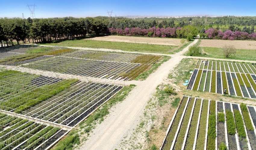 سازمان منابع طبیعی با تولید 240 میلیون نهال حماسه آفرید