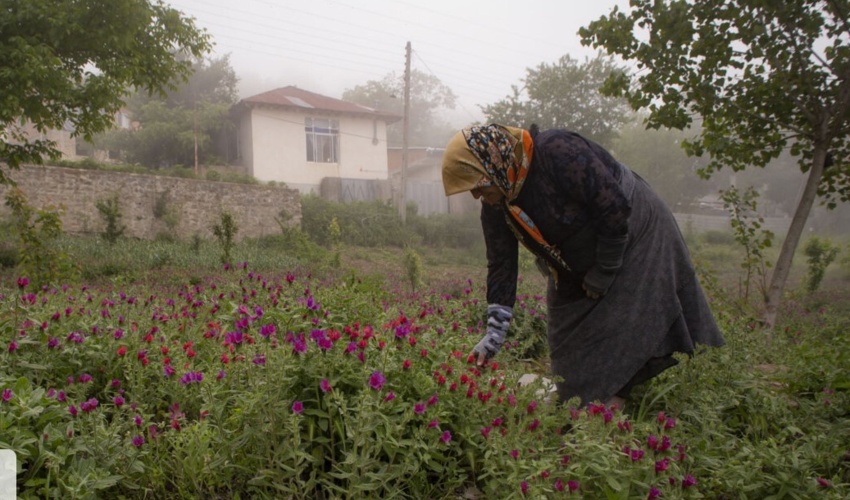 ساری / شناسایی بیش از ۳۰۰ گونه گیاه دارویی در مازندران