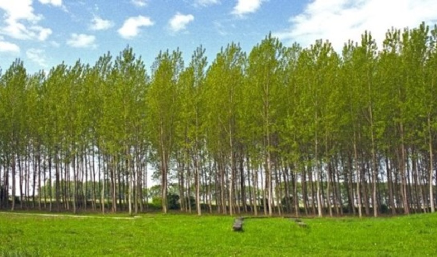 شرایط اجرای کاشت 16 میلیون درخت در خراسان شمالی در دست آماده‌سازی است