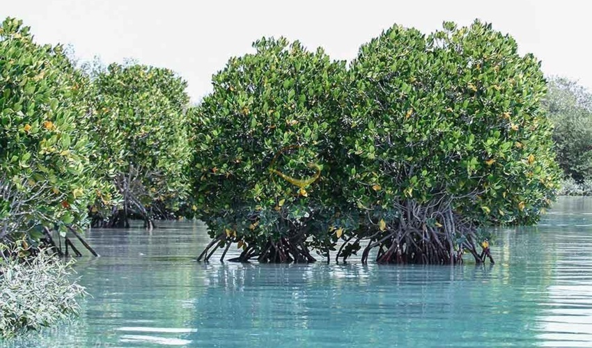 توسعه جنگل های مانگرو با اجرای طرح مردمی کاشت یک میلیارد درخت