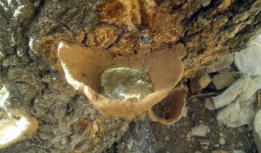 صدور مجوز برداشت سقز در عرصه‌های منابع طبیعی استان کرمانشاه