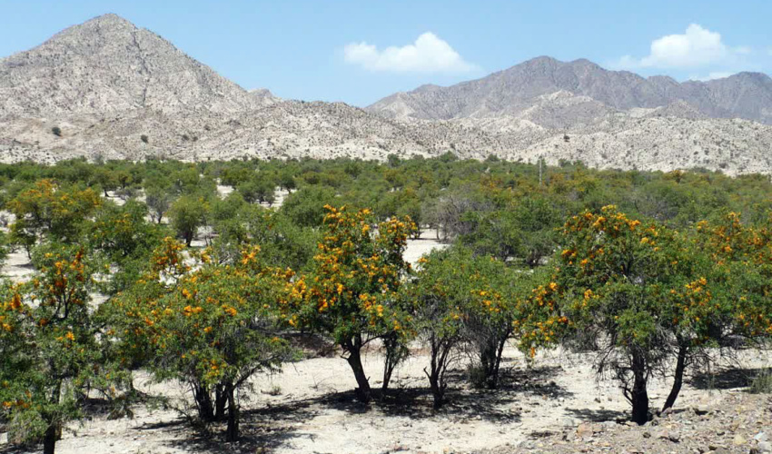 درخت انار شیطان در سیستان و بلوچستان با خطر نابودی رو به رو است