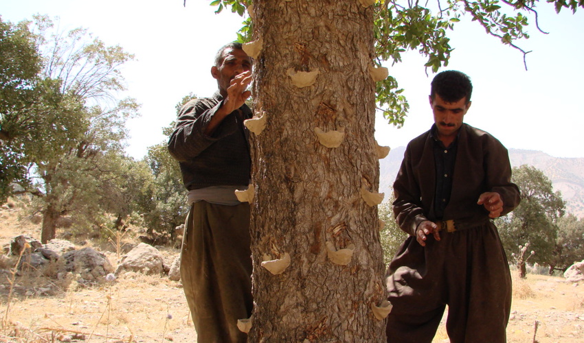 مشارکت 122 تعاونی فعال در زمینه بهره برداری از منابع طبیعی در استان ایلام 