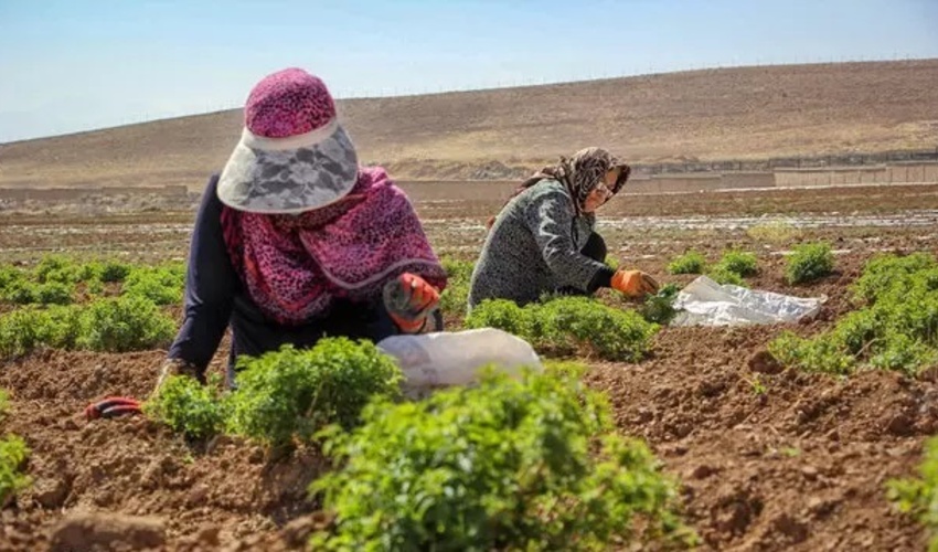 خراسان جنوبی/معافیت از پرداخت عوارض تمدید پروانه چرای دام با ارائه طرح‌های مناسب مرتعداری