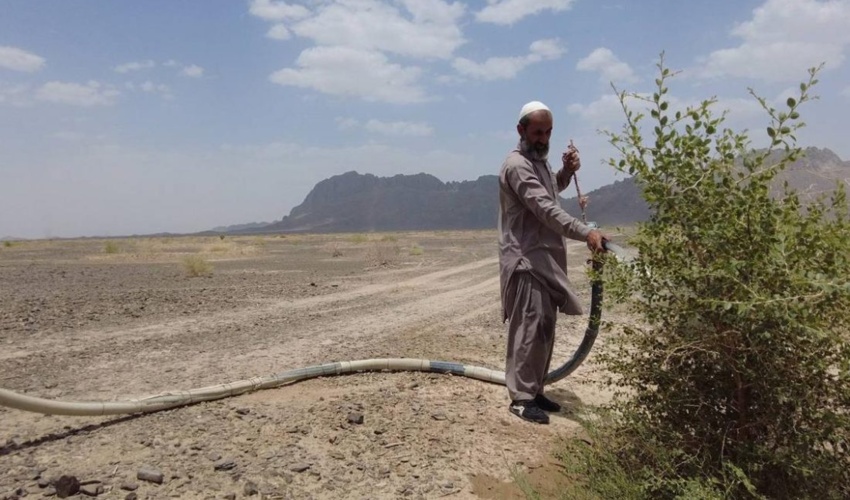 سیستان/ نهالکاری  ۳۰۰ هکتاری در فهره از توابع شهرستان سیب و سوران