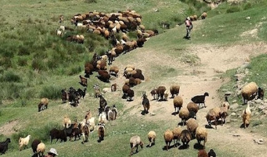 مدیریت چرای دام در ۱۱۸ هزار هکتار از اراضی اصفهان اجرا شد