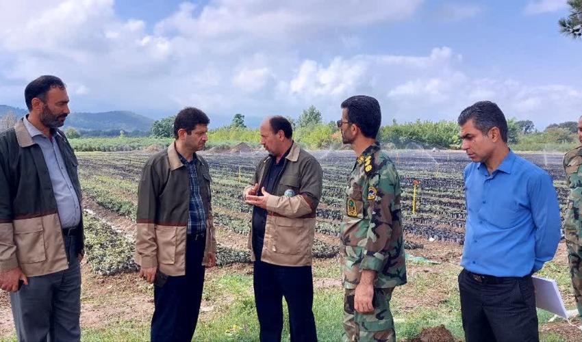100 درصد تعهدات تولید نهال طرح مردمی کاشت یک میلیارد درخت انجام شده است
