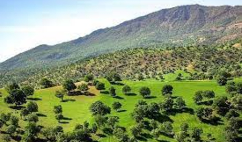 من زاگرسم؛ قلبم تنیده در ریشه درختان