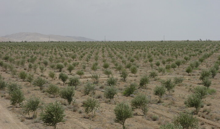 ۸۲۱ هکتار جنگل کاری در استان تهران انجام شده است