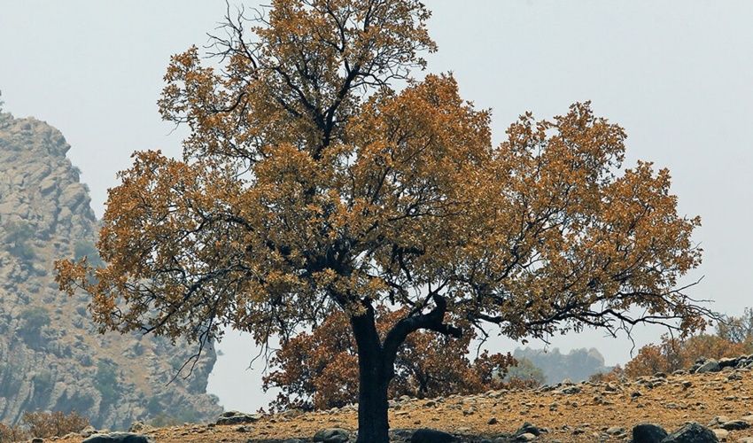 ایلام/ خسارت به ۲۳۰ پایه درخت در پروژه گازی در منطقه جنگلی بانکول ایلام
