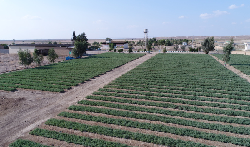 طرح مردمی کاشت یک میلیارد درخت، ضامن زدودن بیابان از چهره گلستان