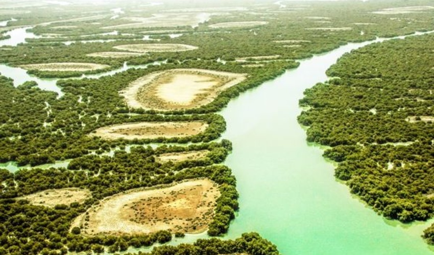 کشت درخت حرا در ۱۲ هزار و ۵۰۰ هکتار اراضی ساحلی استان بوشهر