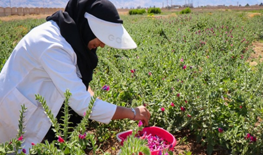 وجود بیش از ۲۳۰۰ گیاه دارویی در کشور/ برای گونه‌های در خطر انقراض مجوز برداشت صادر نمی‌شود