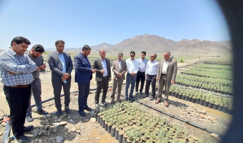 تقدیر نماینده مجلس از تولید نهال گونه بومی در جنوب کرمان